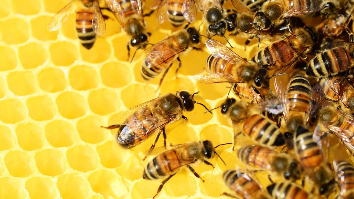 Bees