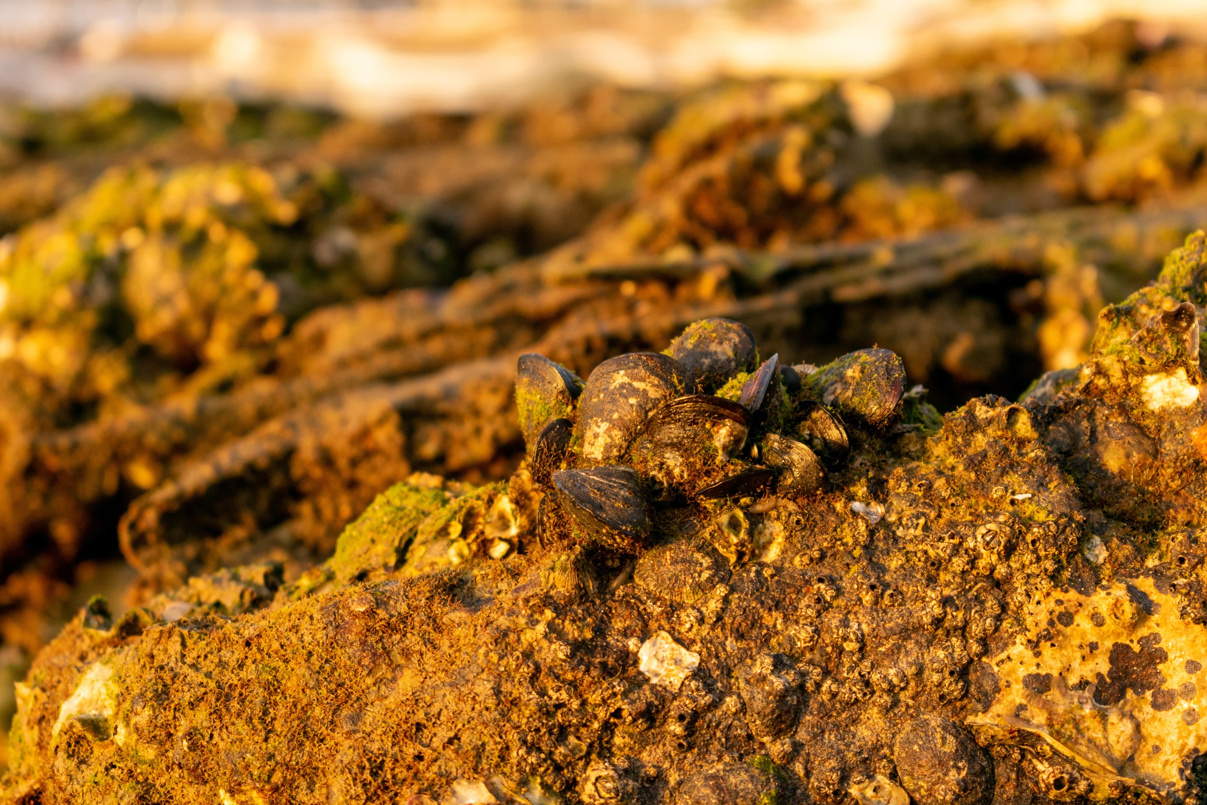 Gold Mining